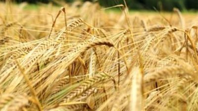 استخدم الطب البديل ..الشعير لمرضى السكر والسړطان وهشاشة العظام