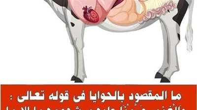 ما المقصود بالحوايا