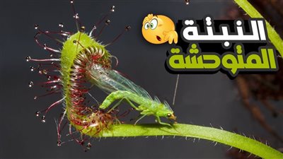 نباتات مروعة تلتهم الحيوانات ..رقم 1 نبات مفترس ستشاهده لأول مرة في حياتك