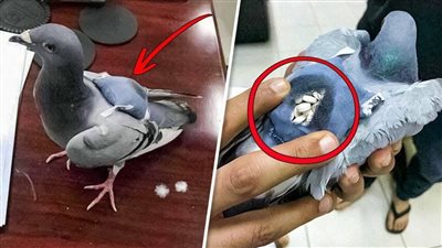 7 طرق للتهريب تم اكتشافها تثبت أن المهربين اذكياء اكثر من الشرطة...