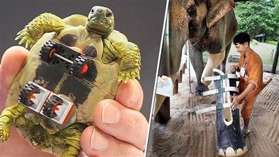8 حيوانات معاقة حصلت على فرصة جديدة للحياة باستخدام الأطراف الاصطناعية !!