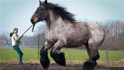 أقوى حصان في العالم لن تستطيع سحبه أبدا