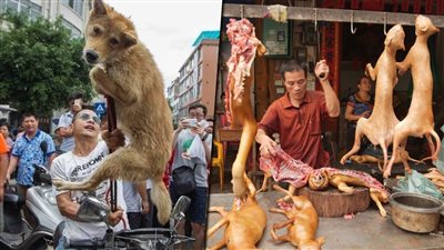 في الصين يأكلون الكلاب .. أخطر 6 أطعمة في العالم يأكلها الناس في الصين , لن تصدق ما ستراه