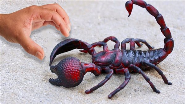 موقع أيام نيوز