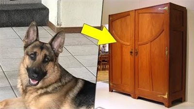 اختبأ في الخزانة عندما دخل اللصوص الى منزله ، ولكن كلبه فعل شيئا لا يصدق