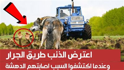 اعترض الذئب طريق الجرار، لانه كان يحرس شيئ ، وعندما اكتشفوا السبب اصابتهم الدهشة !!