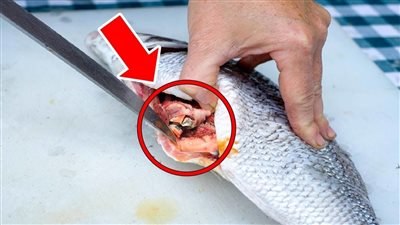 ما هذا؟! امرأة تحصل على مفاجأة حياتها أثناء تنظيف السمكة!