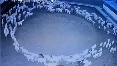 أغنام تسير بحلقة دائرية لـ12 يوماً متواصلة - ظاهرة مخيفة تحير العلماء