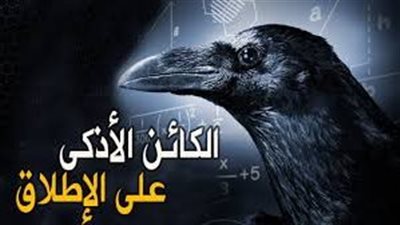 لماذا يعادل ذكاء الغراب ذكاء طفل بعمر 7 سنوات