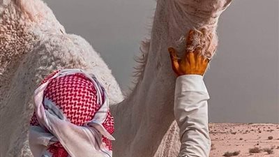 قصه راعى الغنم 